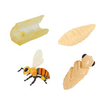 Lebenszyklus-Figuren: Honigbiene