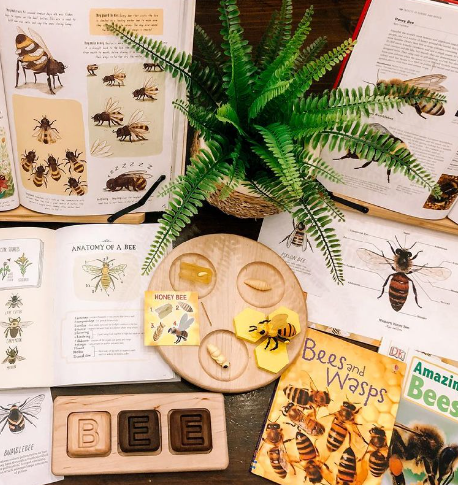 Life Cycle Figures: Honey Bee 