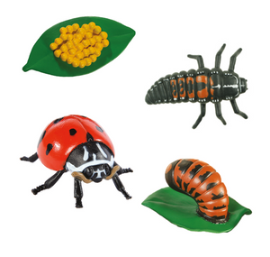 Life Cycle Figures: Ladybug